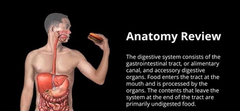 Anatomy Review Digestive 