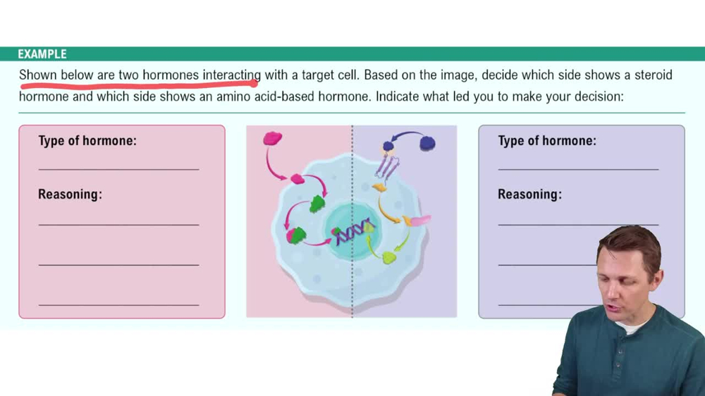 Introduction to the Endocrine System Example 3