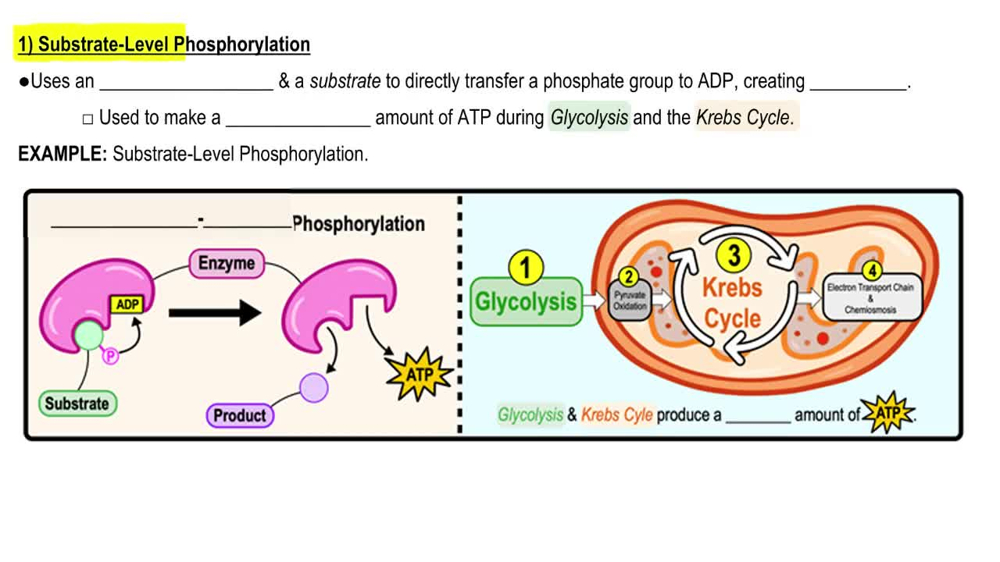 Types-Of-Phosphorylation-C-2-V-1
