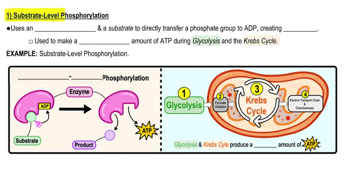 Types-Of-Phosphorylation-C-2-V-1
