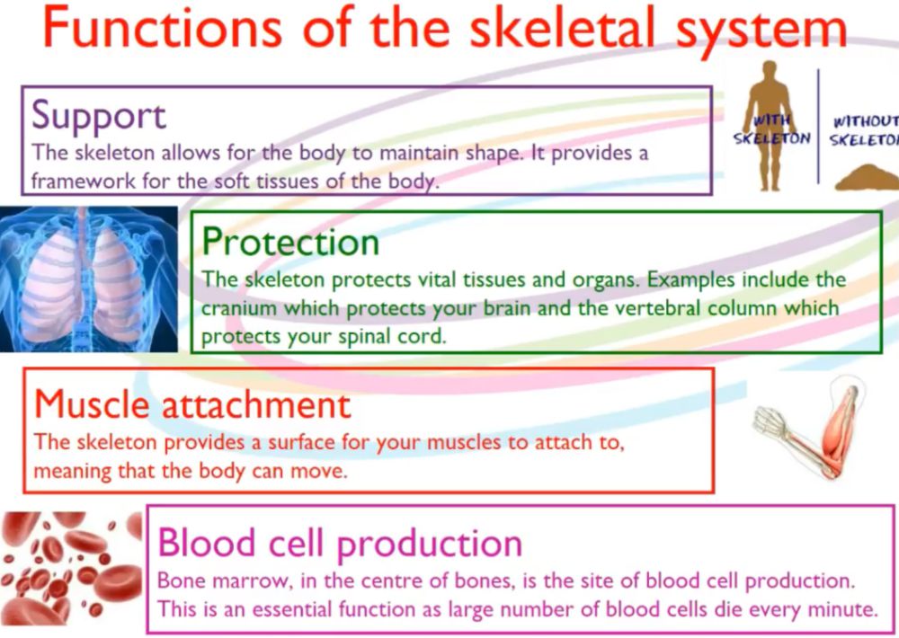 Functions of the Skeleton