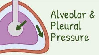 Alveolar Pressure and Pleural Pressure