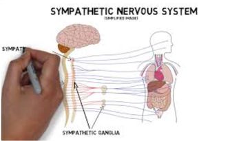 2-Minute Neuroscience: Sympathetic Nervous System
