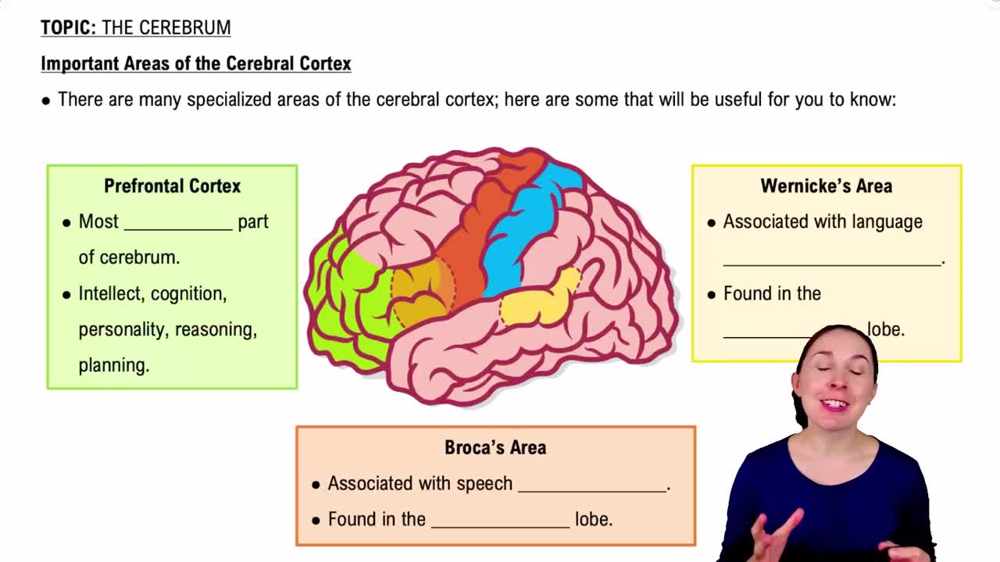 Important Areas of the Cerebral Cortex