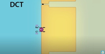 Sodium Regulation: Distal Convoluted Tubule and Collecting Duct
