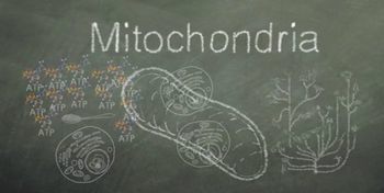 Mitochondria
