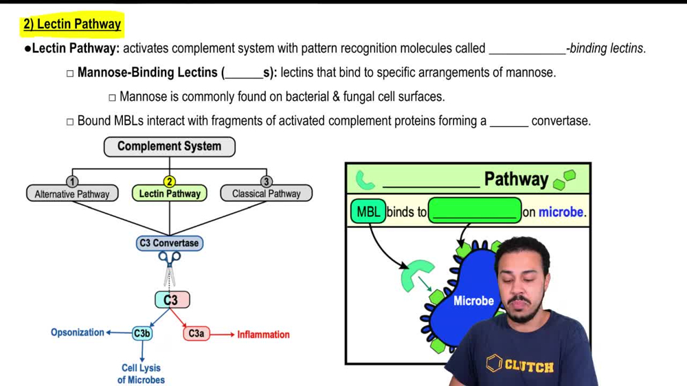 Lectin Pathway