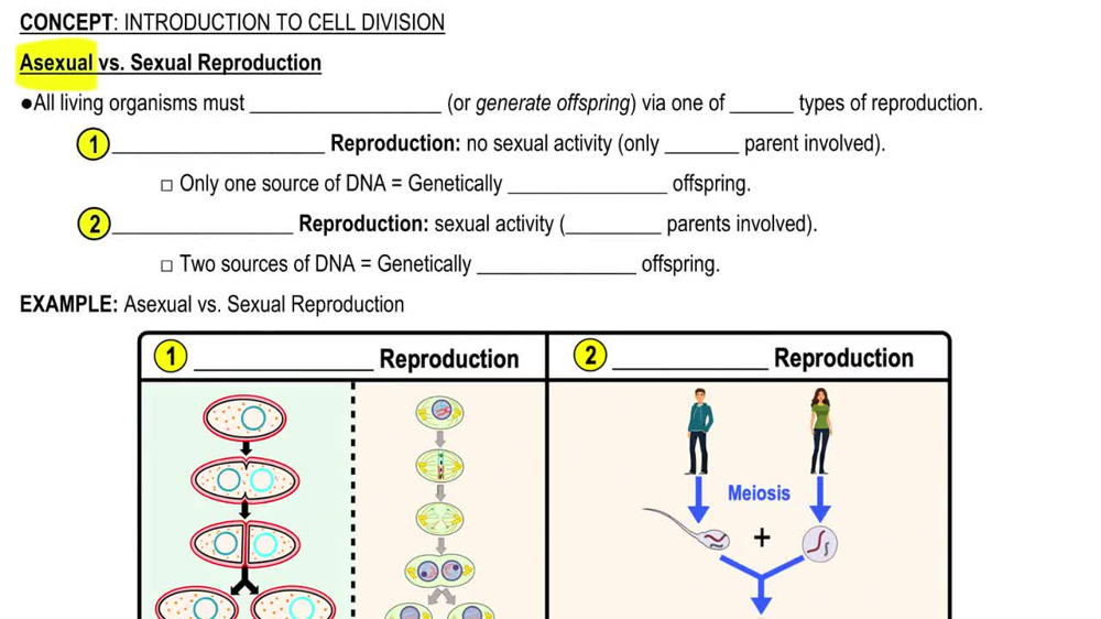 Asexual vs. Sexual Reproduction