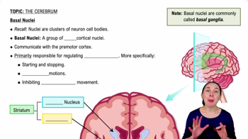 Basal Nuclei
