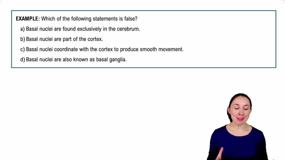 The Cerebrum Example 8