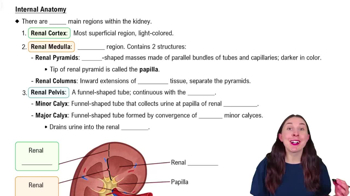 Internal Anatomy