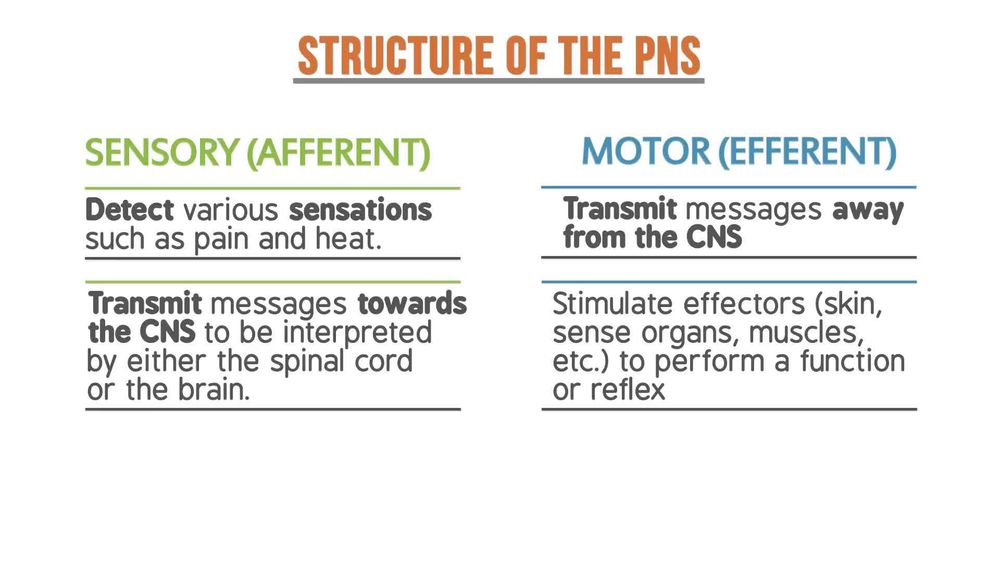 Peripheral Nervous System (PNS)