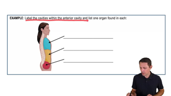 Organization of the Body: Body Cavities Example 2
