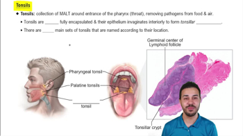 Tonsils