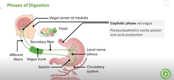 Phases of Digestion – Gastrointestinal System | Lecturio