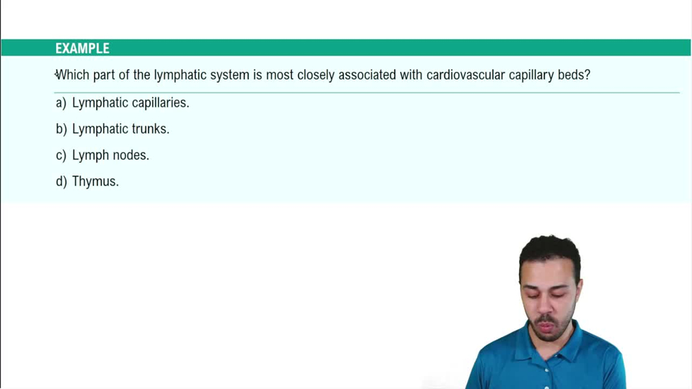 Lymphatic Vasculature Example 1
