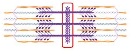 Diagram of muscle filaments with a red box highlighting the central Z-disc structure within a sarcomere.
