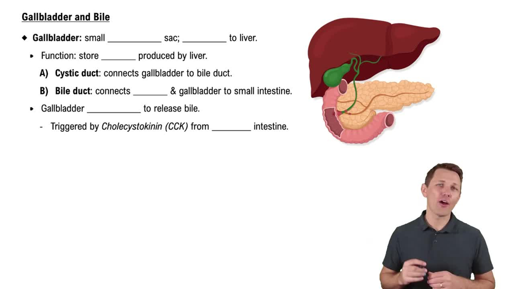 Gallbladder and Bile