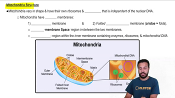 Mitochondria Structure
