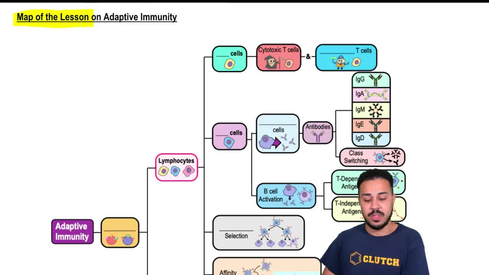 Map of the Lesson on Adaptive Immunity