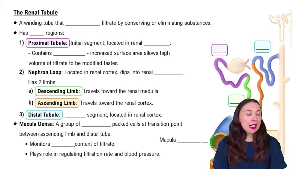 The Renal Tubule