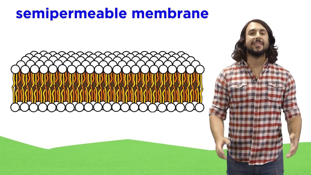 Structure of the Cell Membrane - Active and Passive Transport