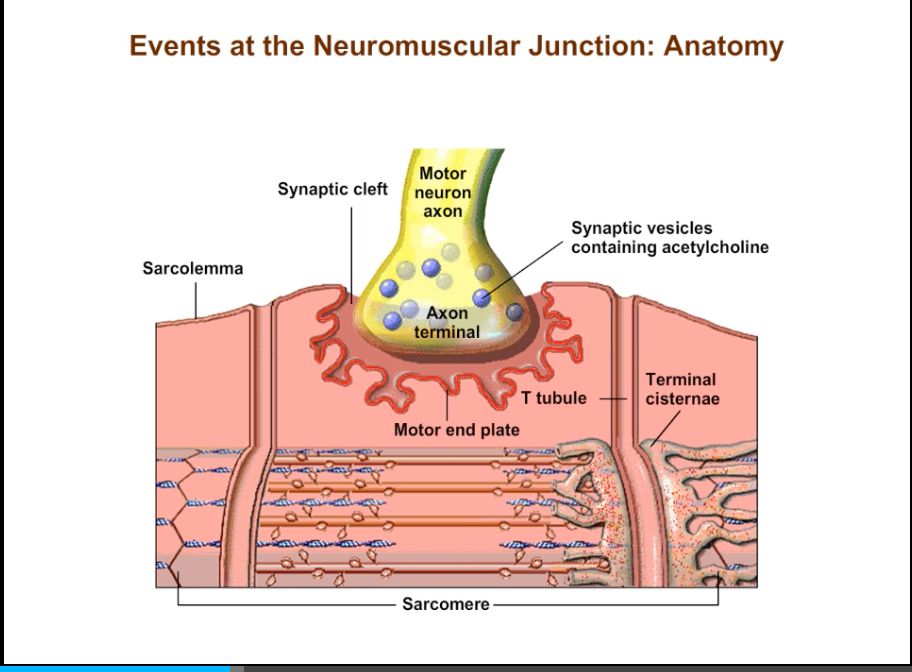 Neuromuscular Junction
