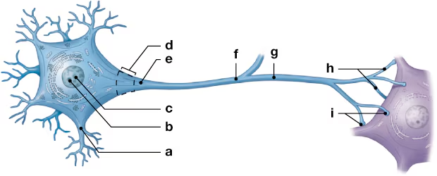 Diagram of a neuron with labeled structures a through i, illustrating its components and connections.
