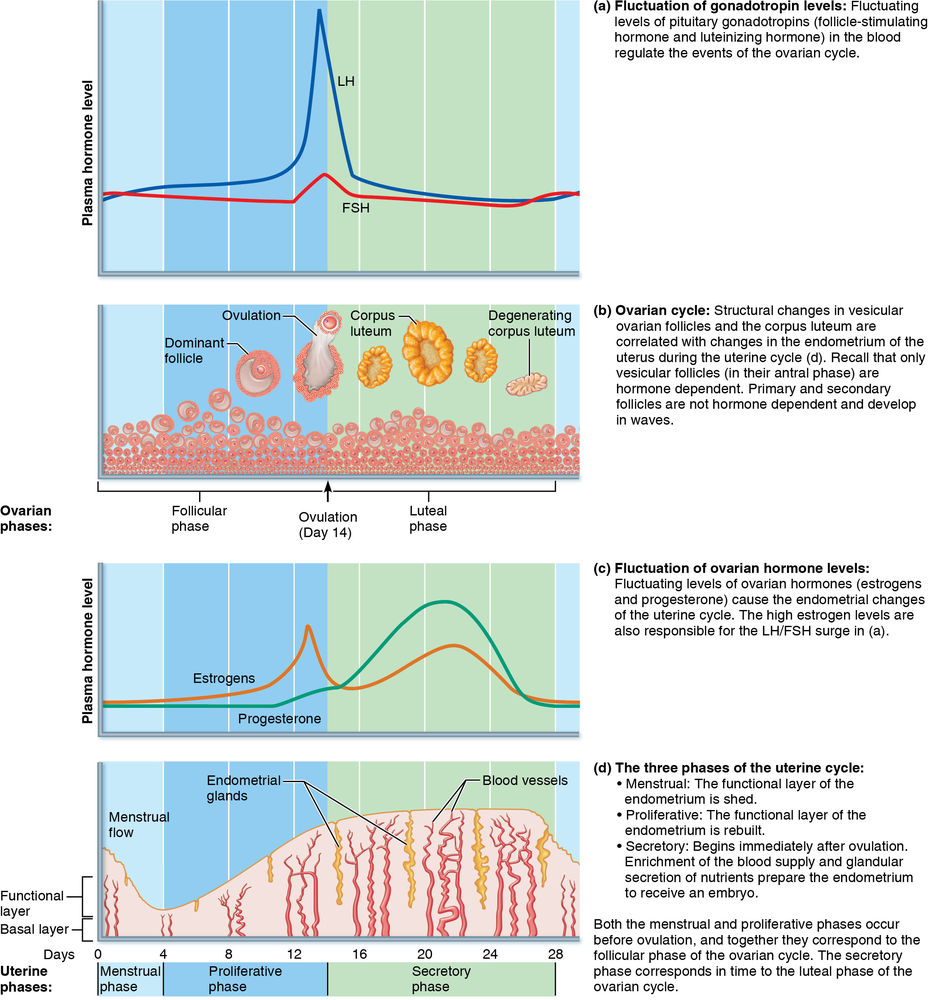 Diagram illustrating hormonal fluctuations and uterine changes during the menstrual cycle, highlighting ovulation and endometrial shedding.