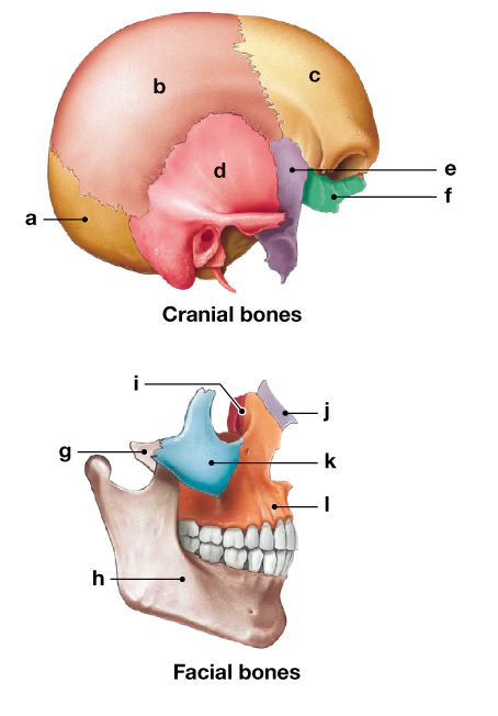 Diagram of the human skull showing labeled cranial and facial bones with lettered identification points.