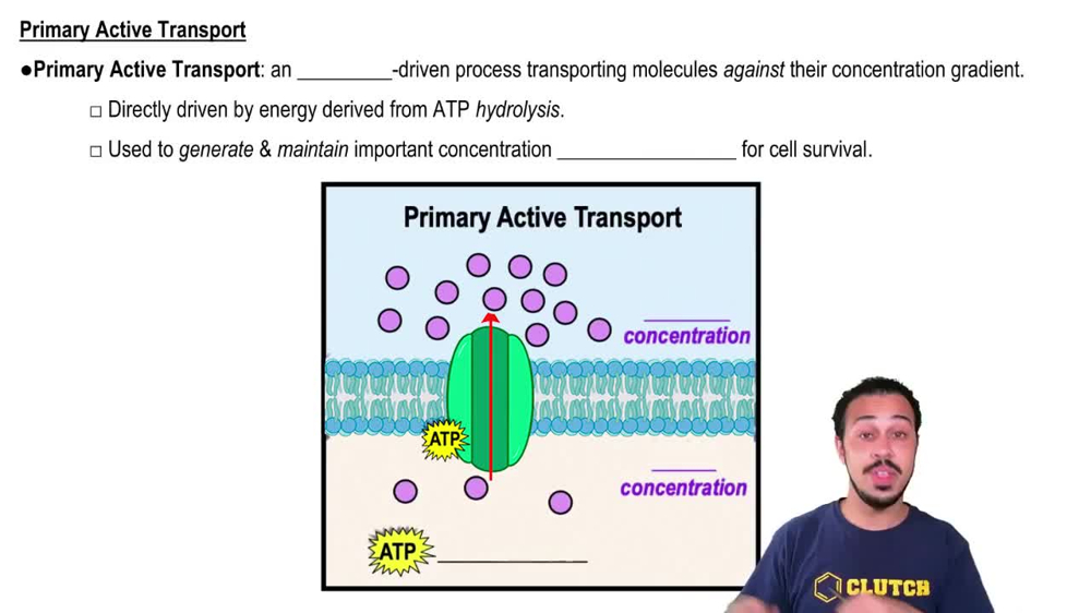 Primary Active Transport