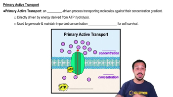 Primary Active Transport