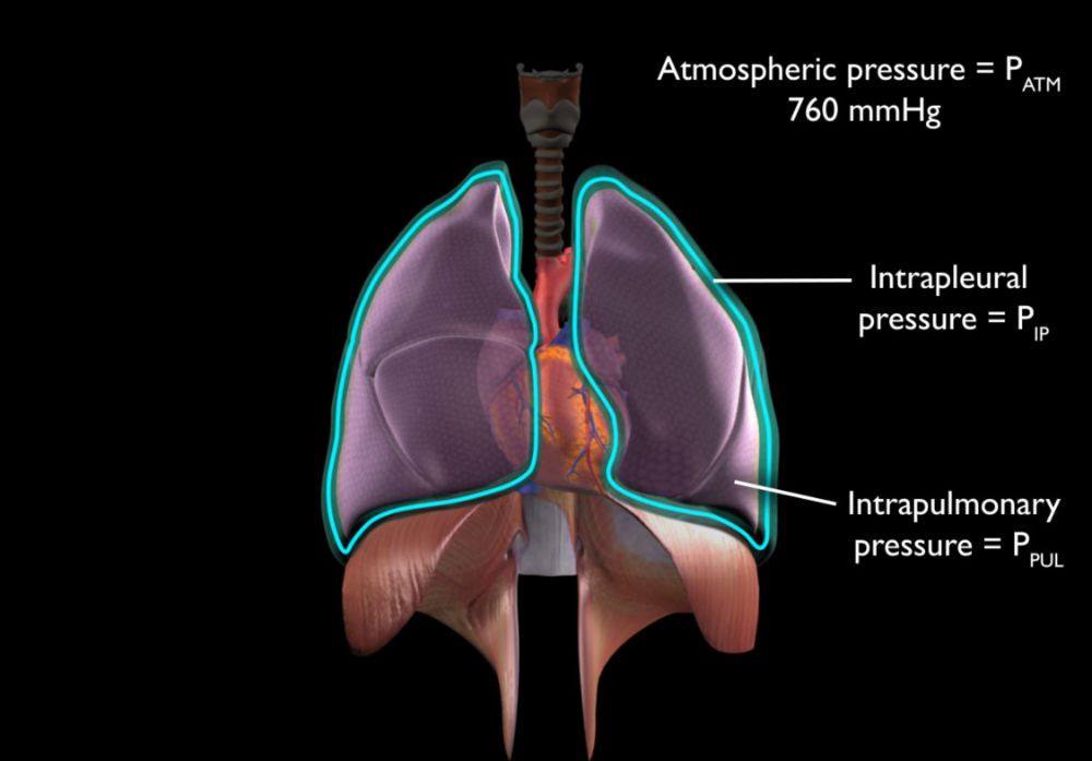 Pulmonary Ventilation