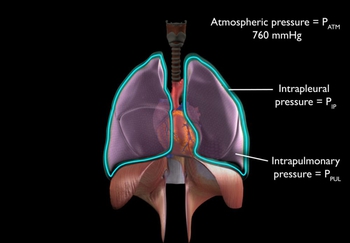 Pulmonary Ventilation