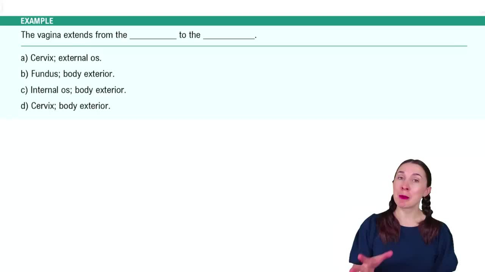 Anatomy of the Female Reproductive System Example 6