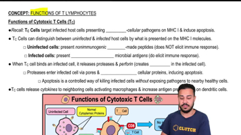 Functions of Cytotoxic T Cells