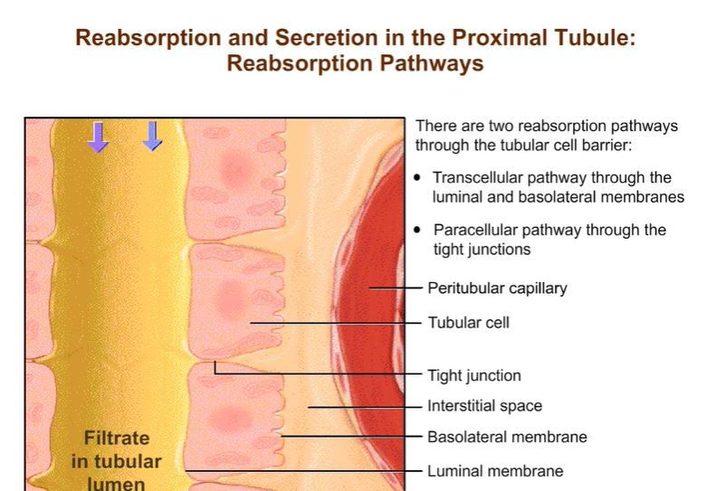 Reaborption and Secretion in the Proximal Tubule