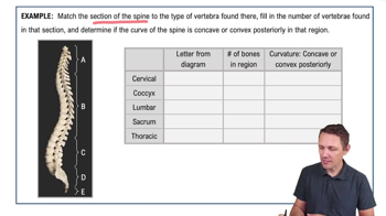 The Spine Example 1