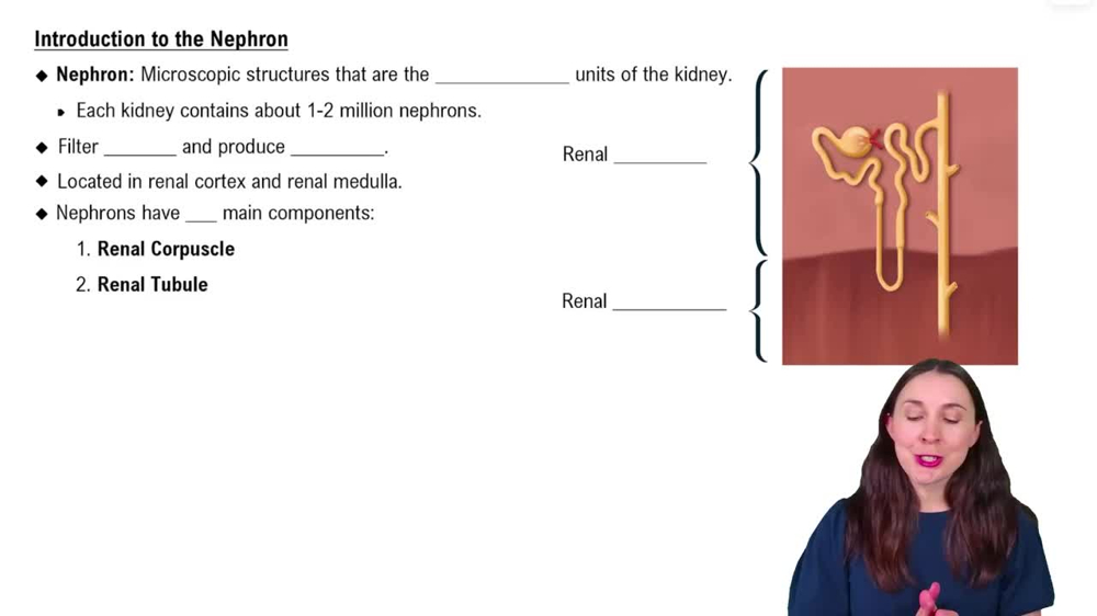 Introduction to the Nephron