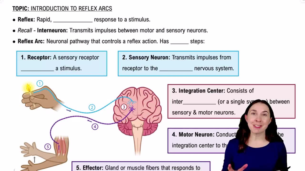 Introduction to Reflex Arcs