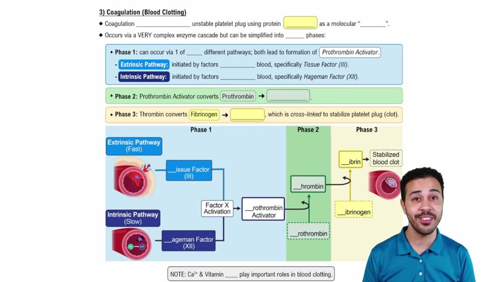 Coagulation (Blood Clotting)