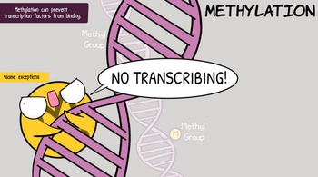Epigenetics
