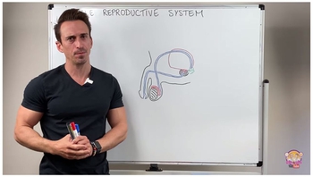 Male Reproductive System