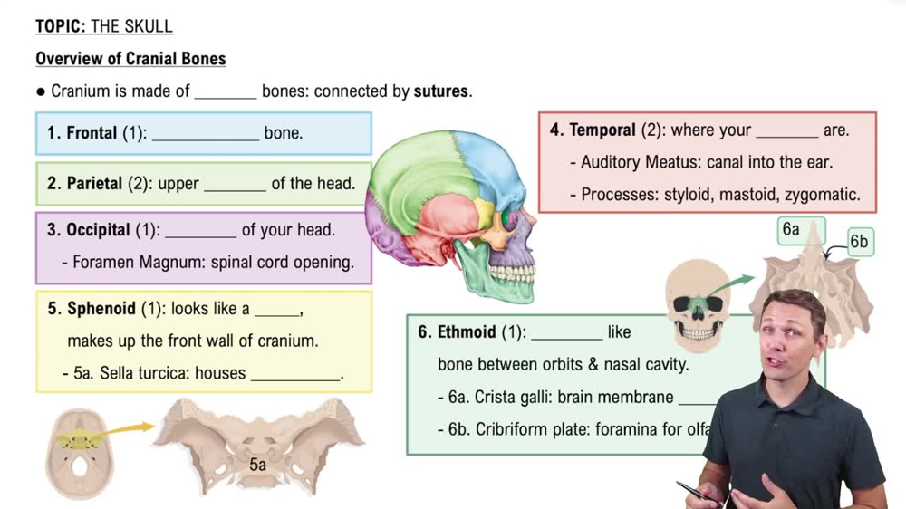 Overview of Cranial Bones