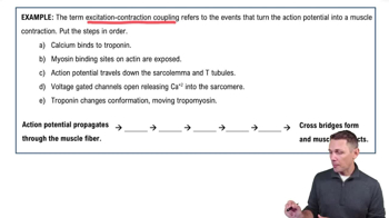 Steps of Muscle Contraction Example 4