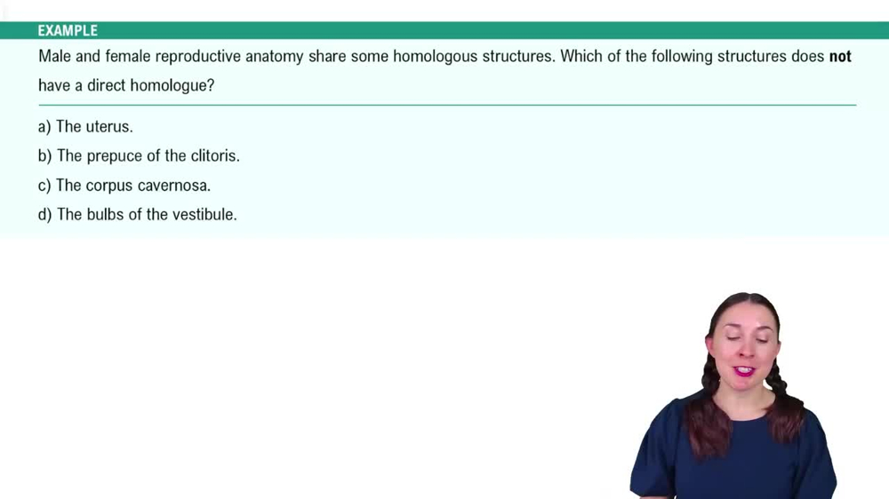 Anatomy of the Female Reproductive System Example 8