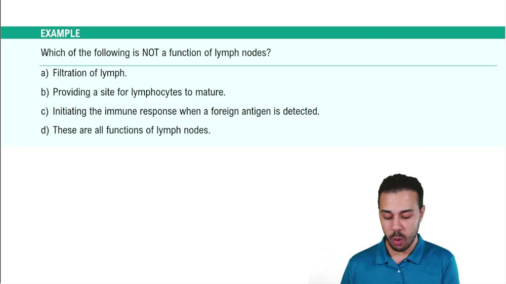 Secondary Lymphoid Organs: Lymph Nodes Example 1