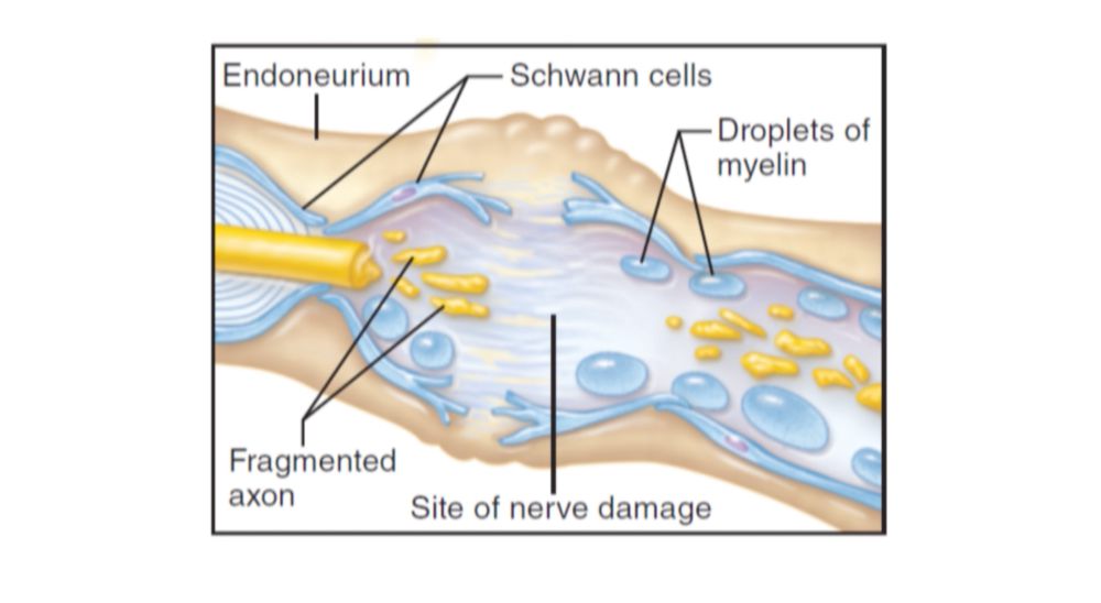 Peripheral Nervous System
