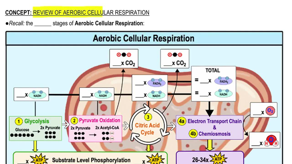 Review of Aerobic Cellular Respiration