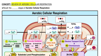 Review of Aerobic Cellular Respiration